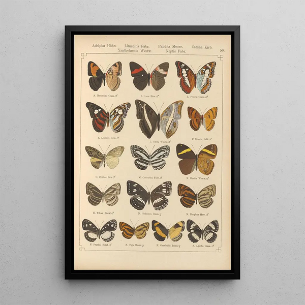 Exotic butterflies Pl050 - Otto Staudinger — framed artwork on a wall