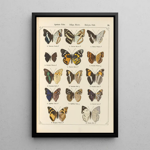 Exotic butterflies painting Pl055 - Otto Staudinger — framed artwork on a wall