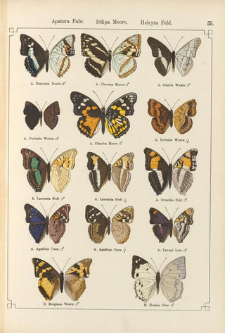 Otto Staudinger - Exotische schmetterlinge Pl055.webp