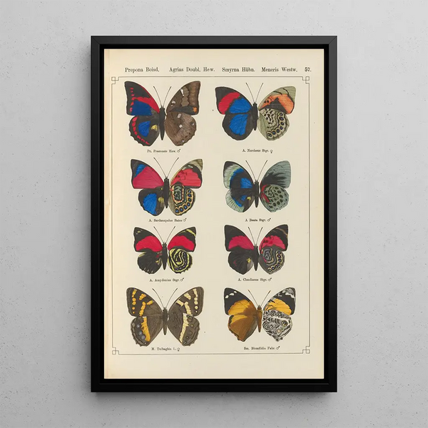 Exotic butterflies painting Pl057 - Otto Staudinger — framed artwork on a wall