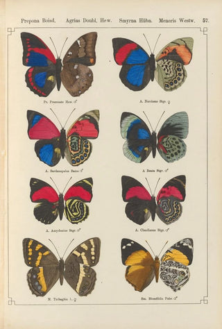 Otto Staudinger - Exotische schmetterlinge Pl057.webp