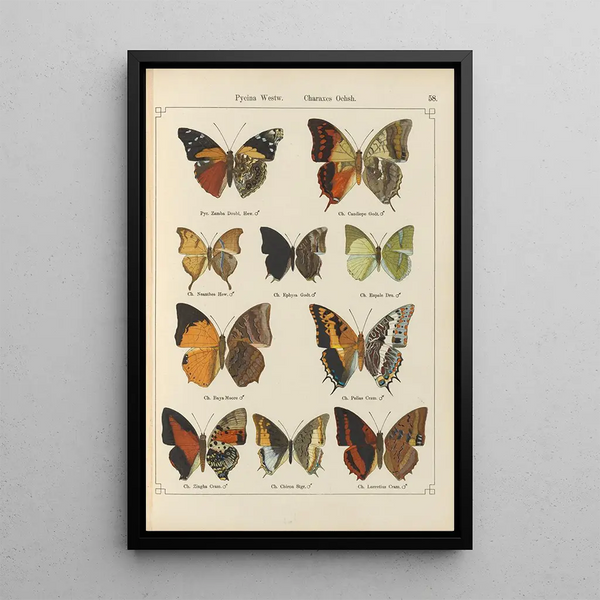 Exotic butterflies painting Pl058 - Otto Staudinger — framed artwork on a wall
