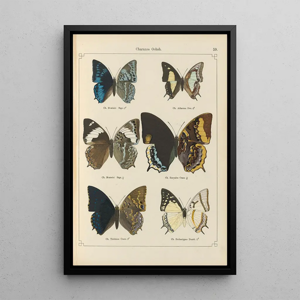 Exotic butterflies painting Pl059 - Otto Staudinger — framed artwork on a wall