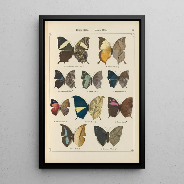 de mariposas exóticas Pl061 - Otto Staudinger — cuadro enmarcado en la pared