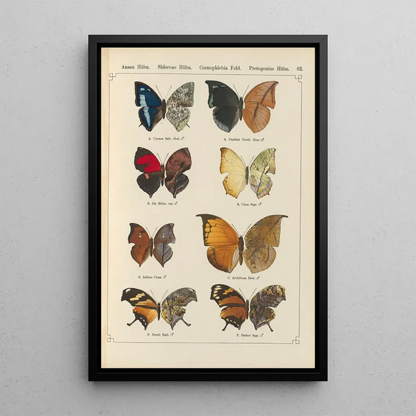 Papillons exotiques Pl062 - Otto Staudinger — cuadro enmarcado en la pared