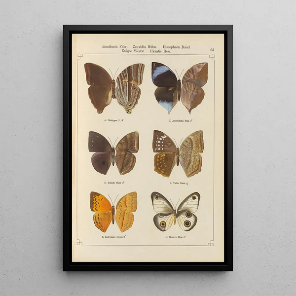 de mariposas exóticas Pl063 - Otto Staudinger — cuadro enmarcado en la pared