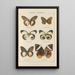 Papillons exotiques Pl064 - Otto Staudinger — cuadro enmarcado en la pared