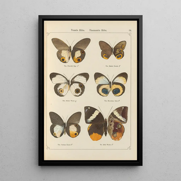 Papillons exotiques Pl064 - Otto Staudinger — cuadro enmarcado en la pared