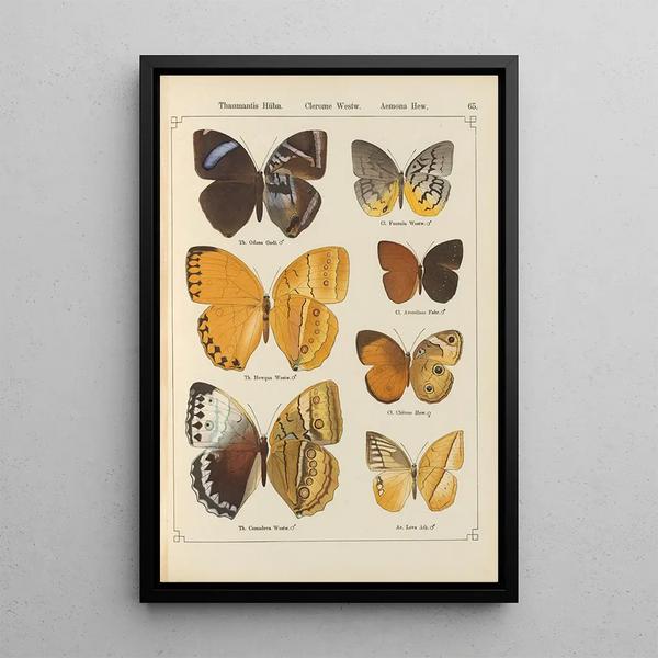 Papillons exotiques Pl065 - Otto Staudinger — cuadro enmarcado en la pared