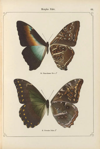 Otto Staudinger - Exotische schmetterlinge Pl066.webp