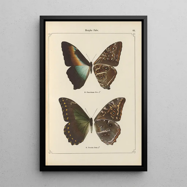 Papillons exotiques Pl066 - Otto Staudinger — cuadro enmarcado en la pared