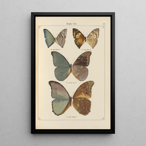 Papillons exotiques Pl067 - Otto Staudinger — cuadro enmarcado en la pared