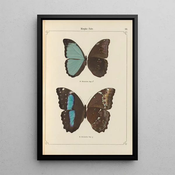 de mariposas exóticas Pl068 - Otto Staudinger — cuadro enmarcado en la pared