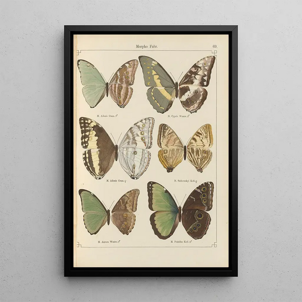 Papillons exotiques Pl069 - Otto Staudinger — cuadro enmarcado en la pared