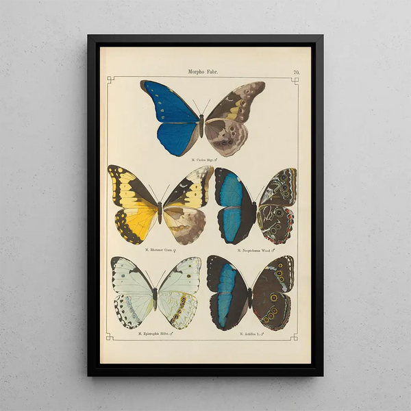 Papillons exotiques Pl070 - Otto Staudinger — cuadro enmarcado en la pared
