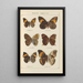 Papillons exotiques Pl071 - Otto Staudinger — cuadro enmarcado en la pared