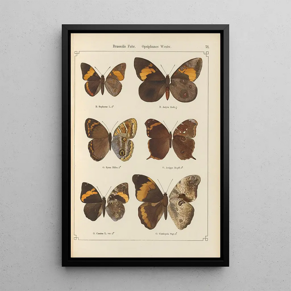 Papillons exotiques Pl071 - Otto Staudinger — cuadro enmarcado en la pared