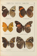 de mariposas exóticas Pl072 - Otto Staudinger — vista de la obra