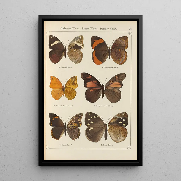 de mariposas exóticas Pl072 - Otto Staudinger — cuadro enmarcado en la pared