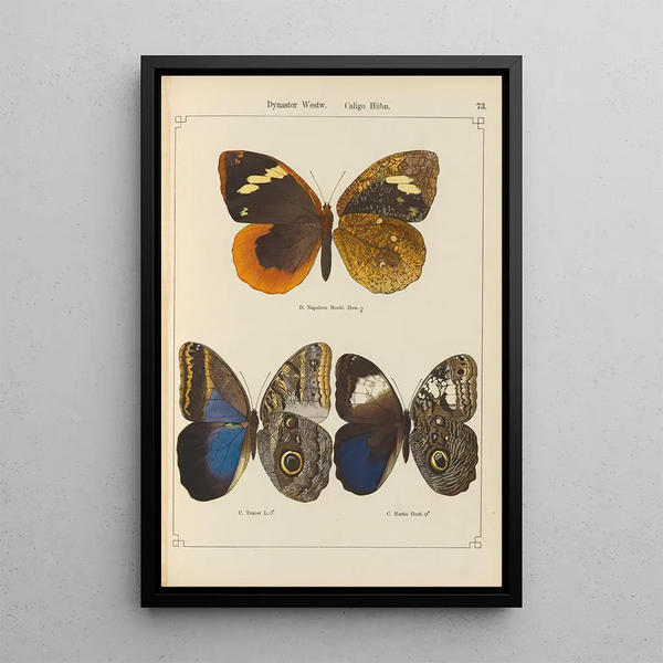 Papillons exotiques Pl073 - Otto Staudinger — cuadro enmarcado en la pared