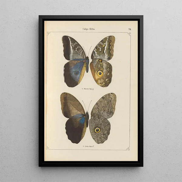 Papillons exotiques Pl074 - Otto Staudinger — cuadro enmarcado en la pared