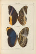 de mariposas exóticas Pl075 - Otto Staudinger — vista de la obra