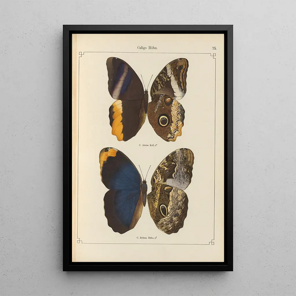 de mariposas exóticas Pl075 - Otto Staudinger — cuadro enmarcado en la pared