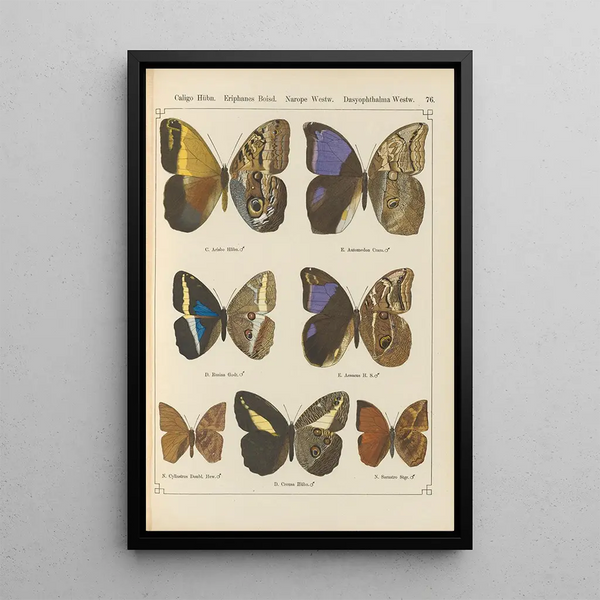 Papillons exotiques Pl076 - Otto Staudinger — cuadro enmarcado en la pared