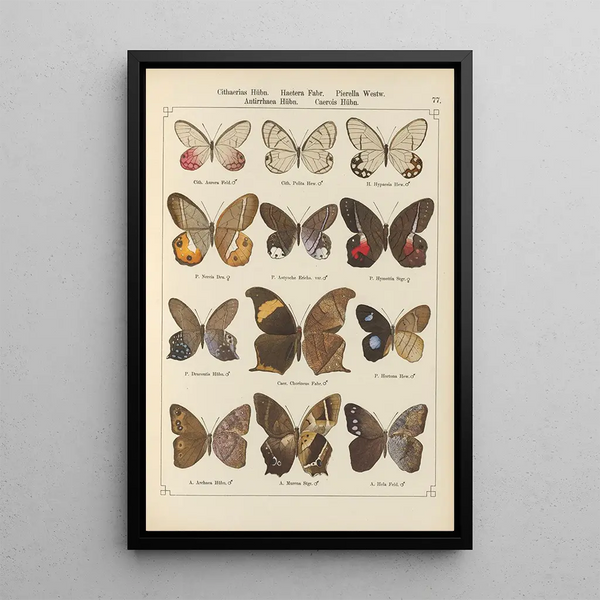de mariposas exóticas Pl077 - Otto Staudinger — cuadro enmarcado en la pared