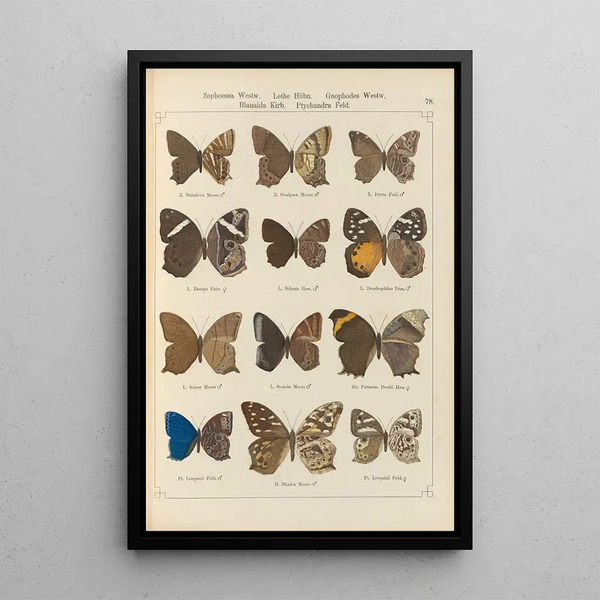 de mariposas exóticas Pl078 - Otto Staudinger — cuadro enmarcado en la pared