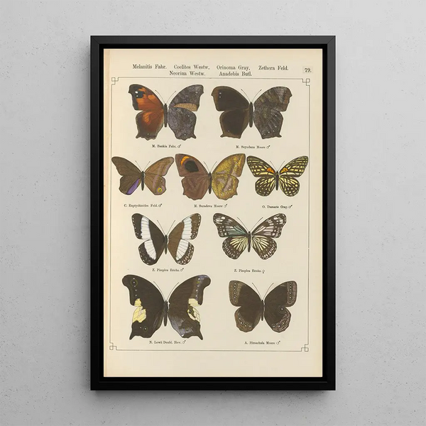 Papillons exotiques Pl079 - Otto Staudinger — cuadro enmarcado en la pared