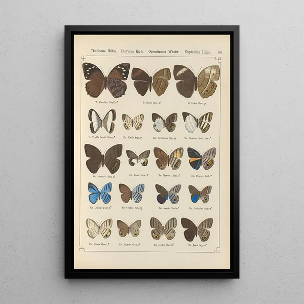 Papillons exotiques Pl080 - Otto Staudinger — cuadro enmarcado en la pared