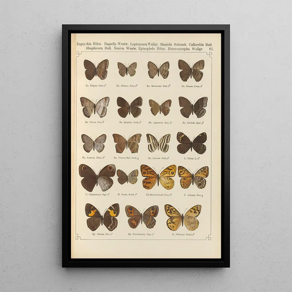 Papillons exotiques Pl081 - Otto Staudinger — cuadro enmarcado en la pared