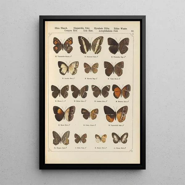 Papillons exotiques Pl082 - Otto Staudinger — cuadro enmarcado en la pared