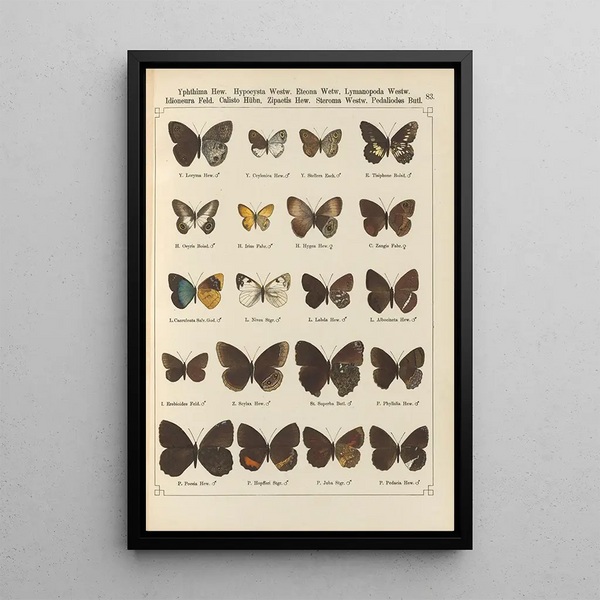 Papillons exotiques Pl083 - Otto Staudinger — cuadro enmarcado en la pared