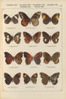 Papillons exotiques Pl084 - Otto Staudinger — vista de la obra