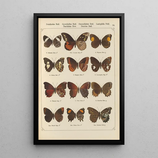 Papillons exotiques Pl084 - Otto Staudinger — cuadro enmarcado en la pared