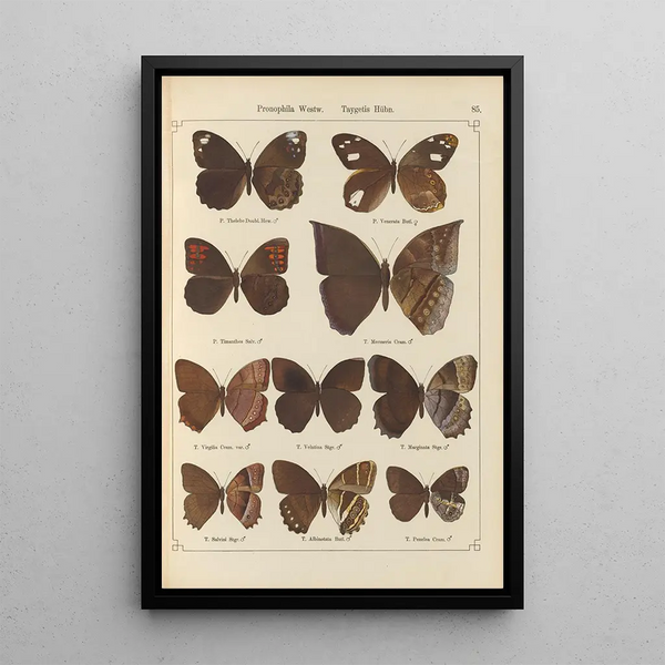 Papillons exotiques Pl085 - Otto Staudinger — cuadro enmarcado en la pared
