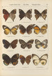 Papillons exotiques Pl086 - Otto Staudinger — vista de la obra