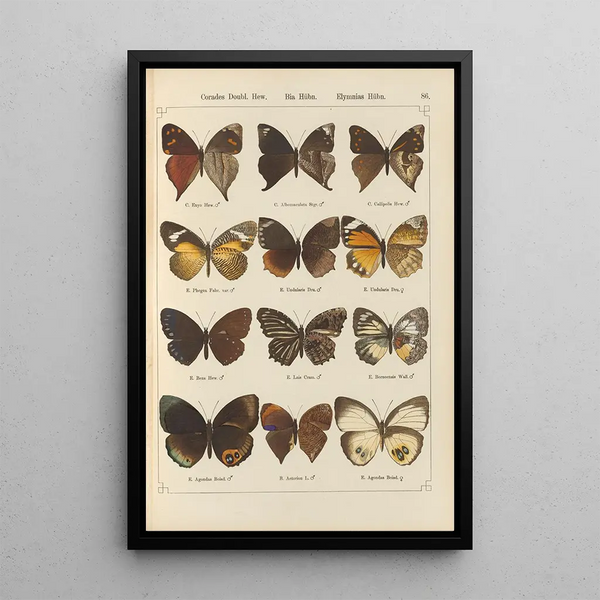 Papillons exotiques Pl086 - Otto Staudinger — cuadro enmarcado en la pared