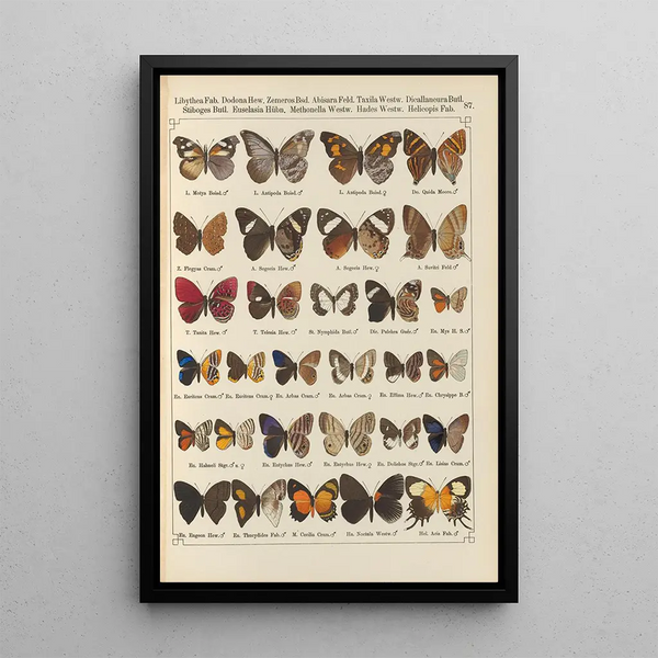 Papillons exotiques Pl087 - Otto Staudinger — cuadro enmarcado en la pared