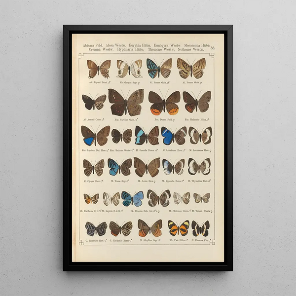 Papillons exotiques Pl088 - Otto Staudinger — cuadro enmarcado en la pared