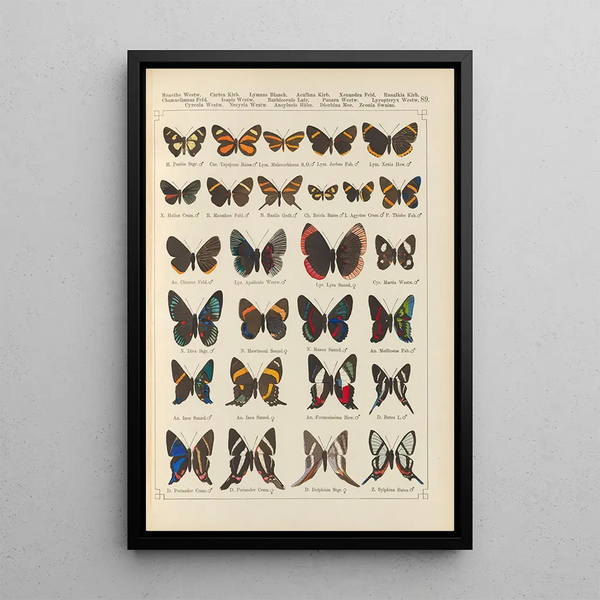 Papillons exotiques Pl089 - Otto Staudinger — cuadro enmarcado en la pared