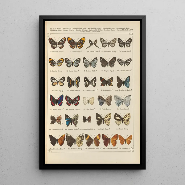 Papillons exotiques Pl090 - Otto Staudinger — cuadro enmarcado en la pared