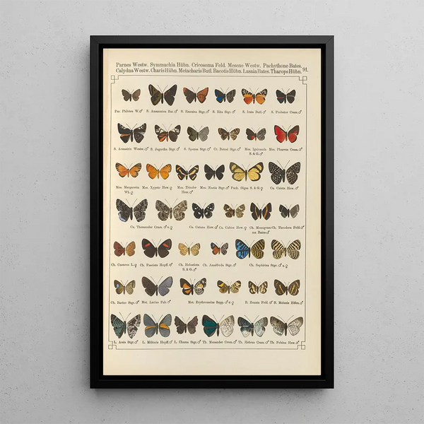 de mariposas exóticas Pl091 - Otto Staudinger — cuadro enmarcado en la pared