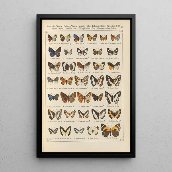 Papillons exotiques Pl092 - Otto Staudinger — cuadro enmarcado en la pared