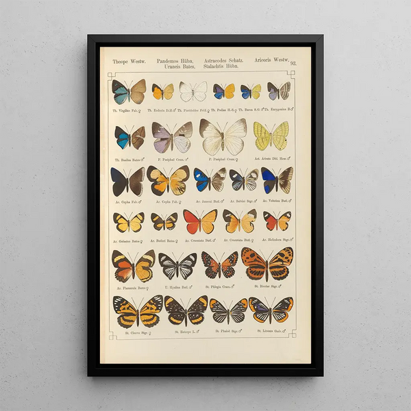 Papillons exotiques Pl093 - Otto Staudinger — cuadro enmarcado en la pared