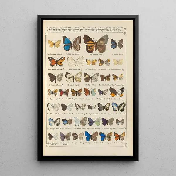 Papillons exotiques Pl094 - Otto Staudinger — cuadro enmarcado en la pared