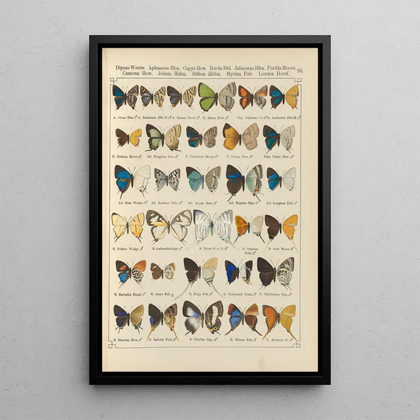 Papillons exotiques Pl095 - Otto Staudinger — cuadro enmarcado en la pared