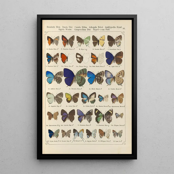 Papillons exotiques Pl096 - Otto Staudinger — cuadro enmarcado en la pared